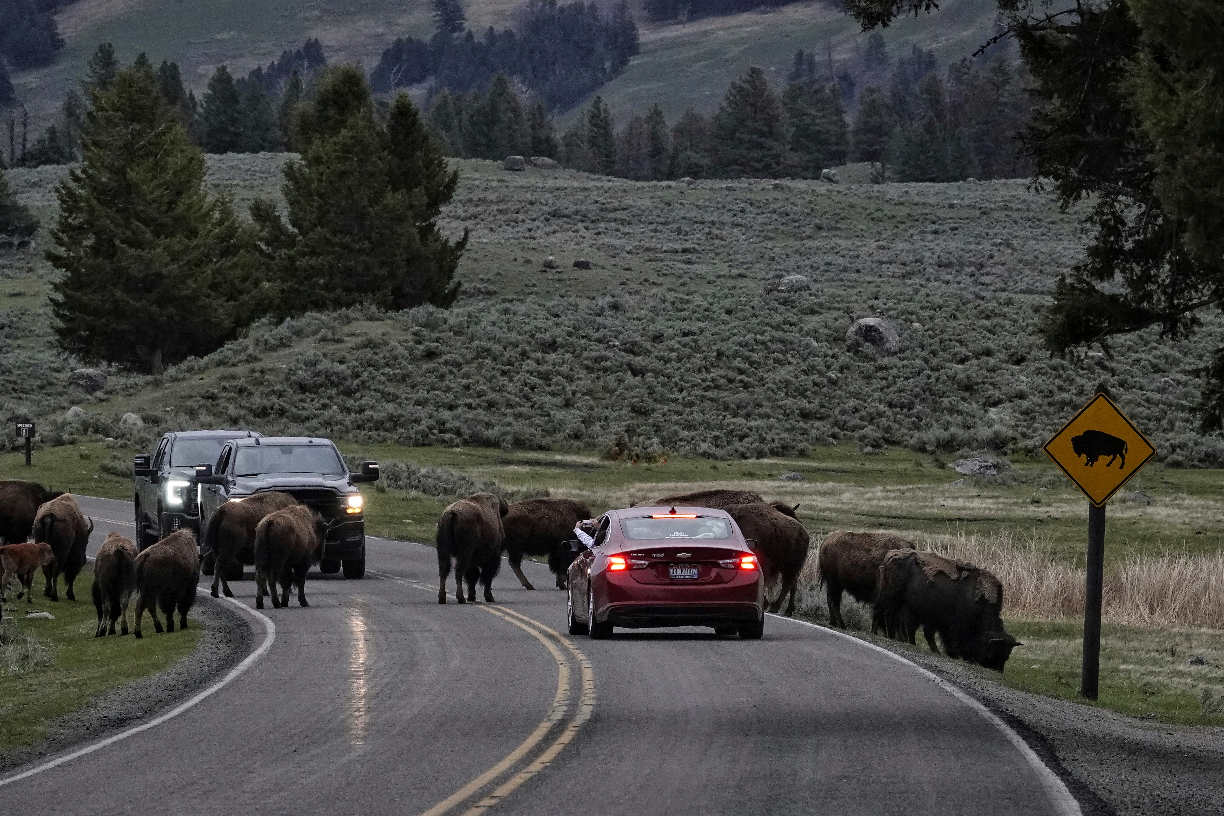 Grand herbivore dans le Wyoming